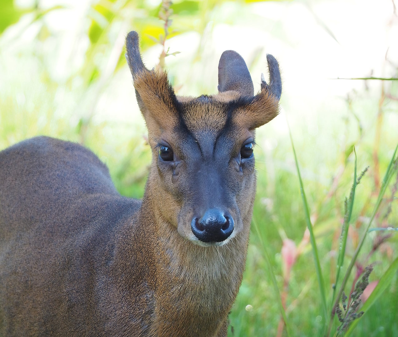 Reeves's muntjac (Muntiacus reevesi), 2022-09-12