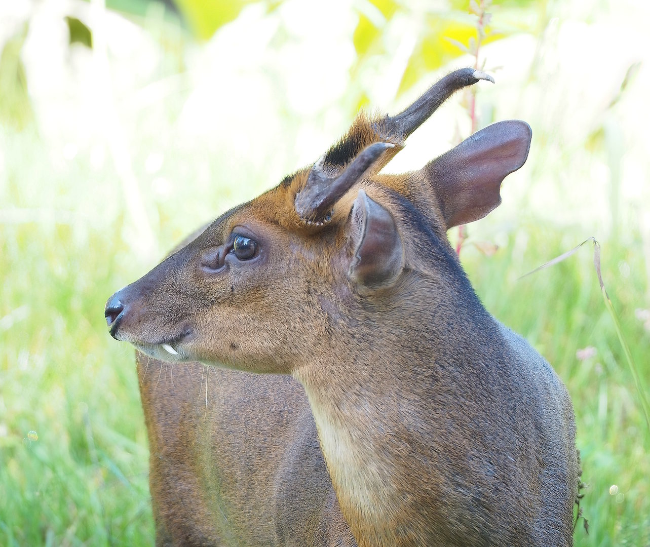 Reeves's muntjac (Muntiacus reevesi), 2022-09-12