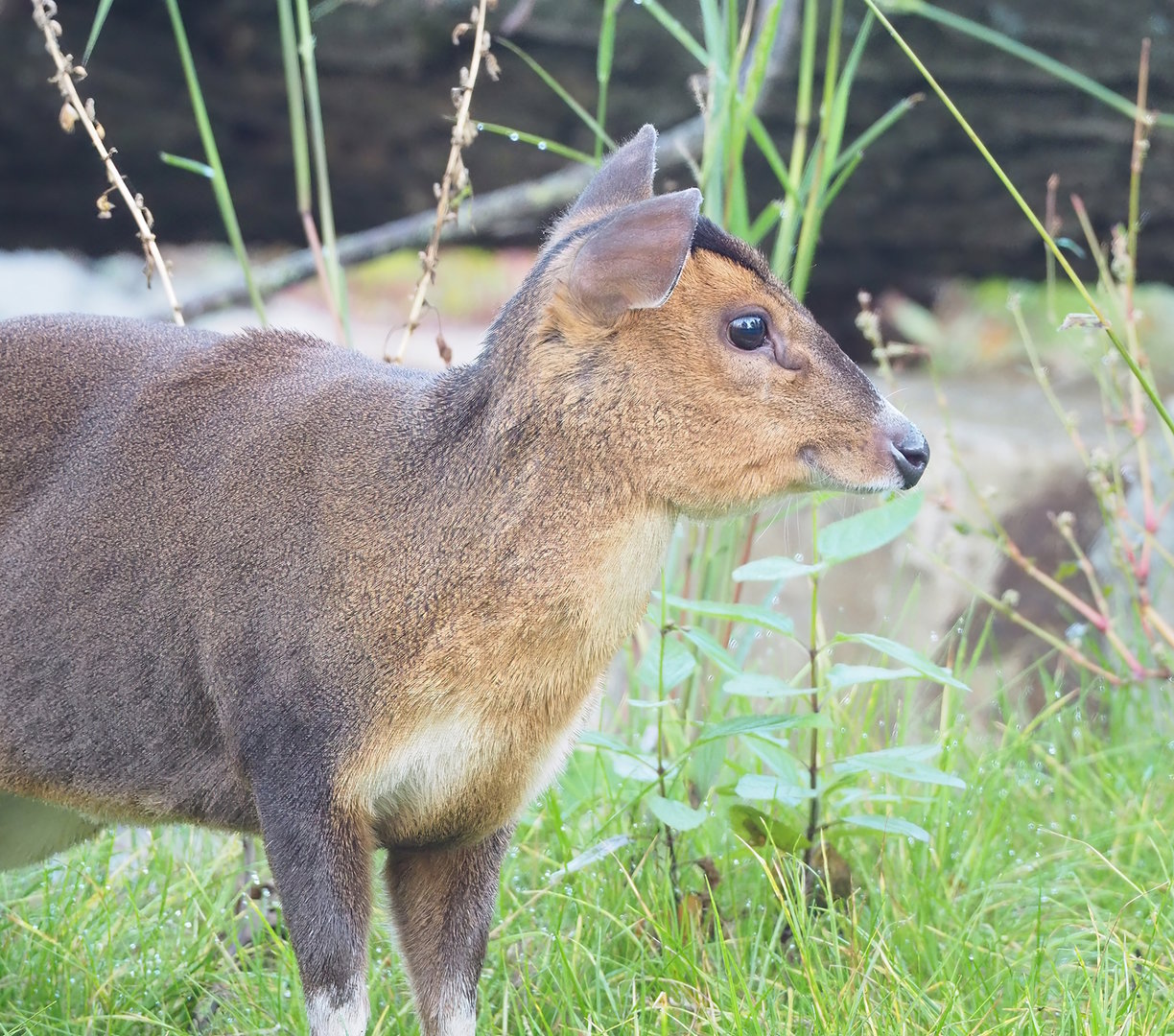 Reeves's muntjac (Muntiacus reevesi), 2022-10-19