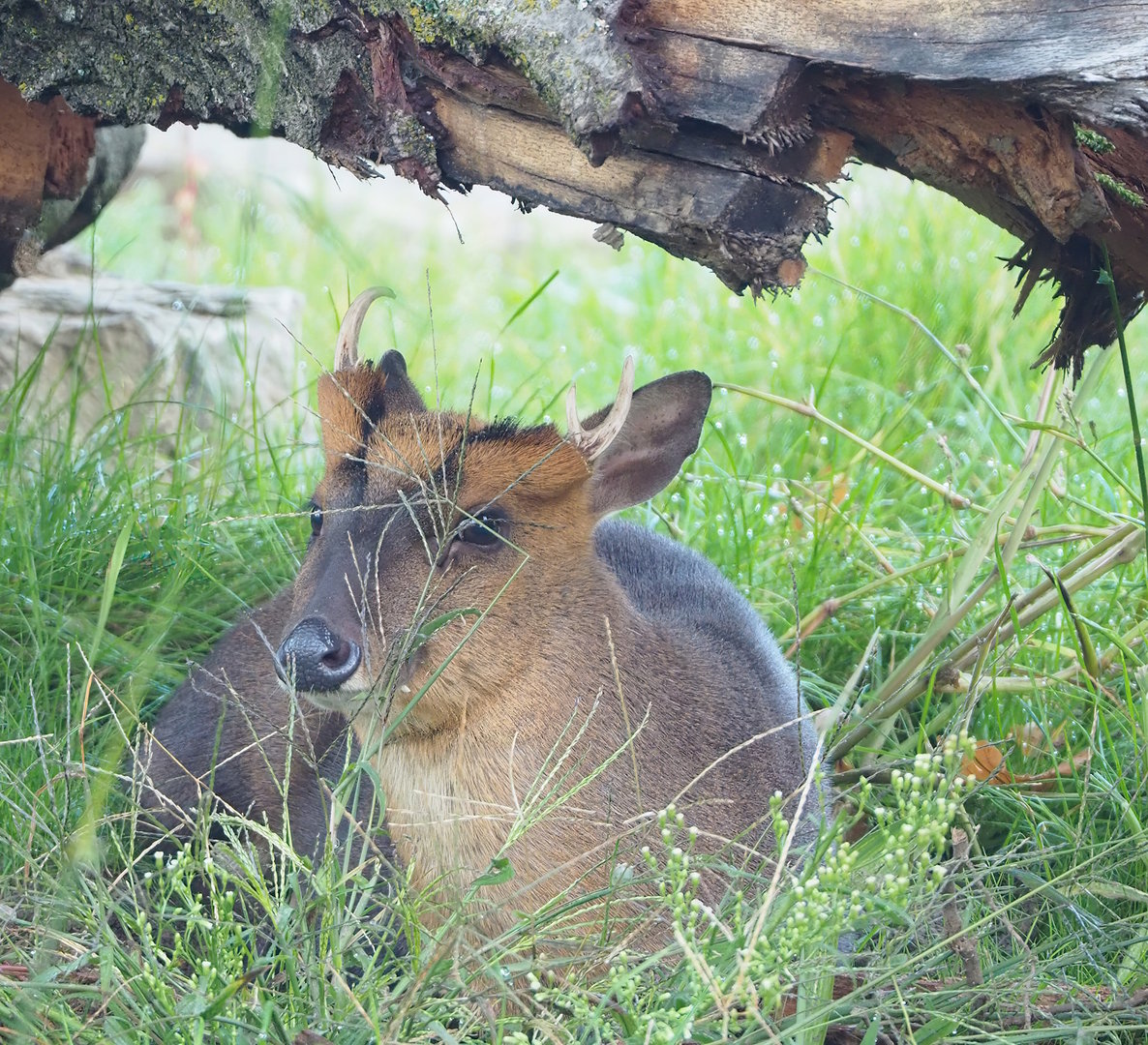 Reeves's muntjac (Muntiacus reevesi), 2022-10-19
