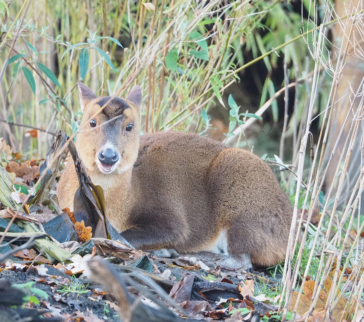 Reeves's muntjac (Muntiacus reevesi), 2022-12-27