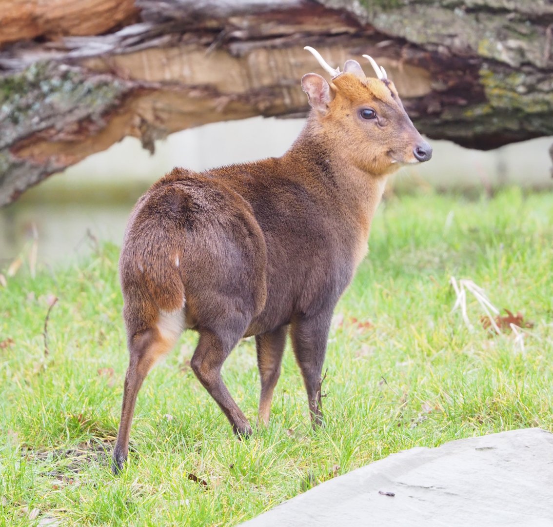 Reeves's muntjac (Muntiacus reevesi), 2023-02-19