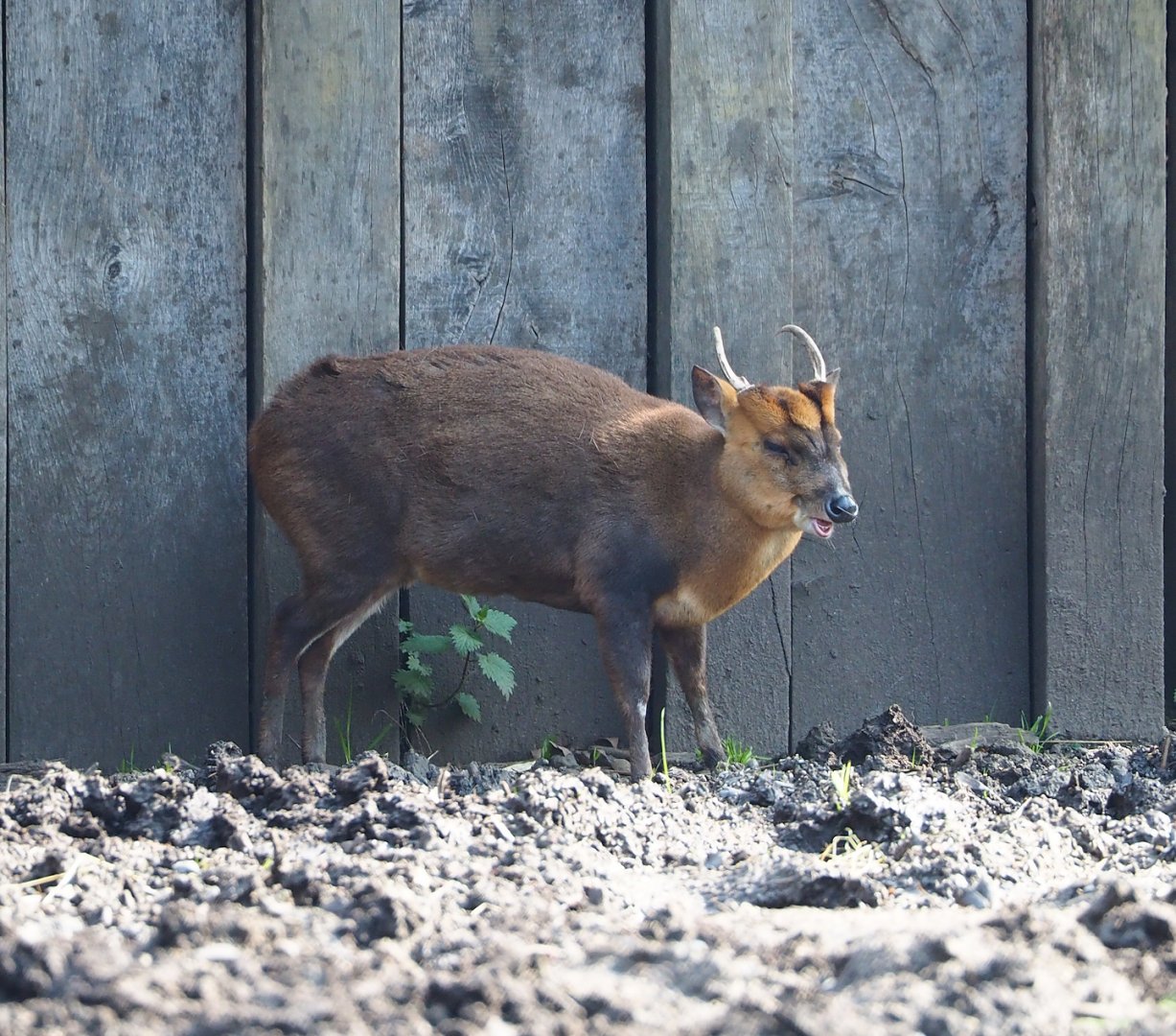 Reeves's muntjac (Muntiacus reevesi), 2023-04-18