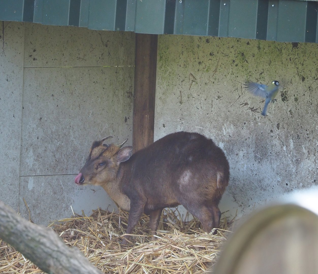 Reeves's muntjac (Muntiacus reevesi), 2023-04-30