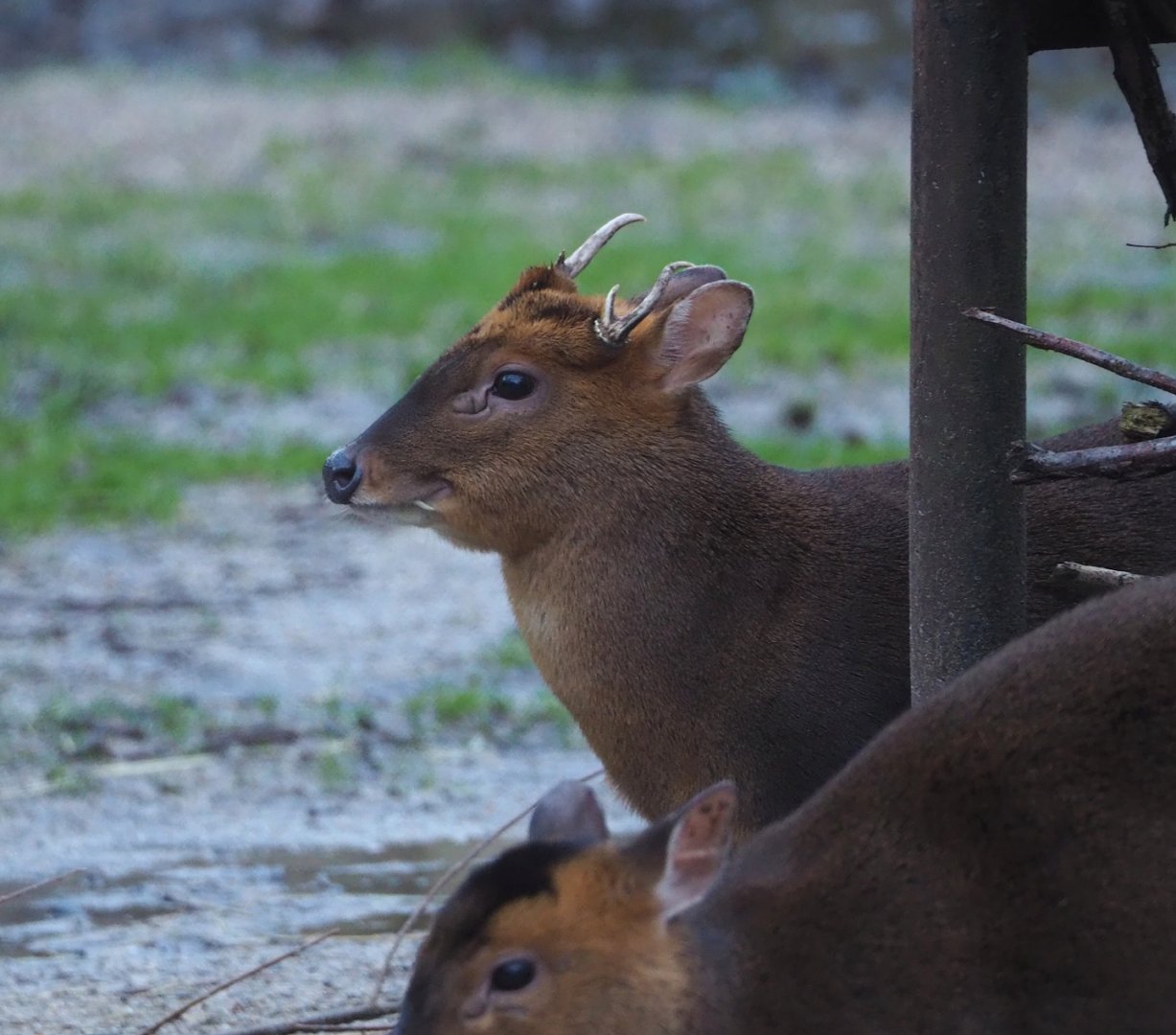 Reeves's muntjac (Muntiacus reevesi), 2024-01-01