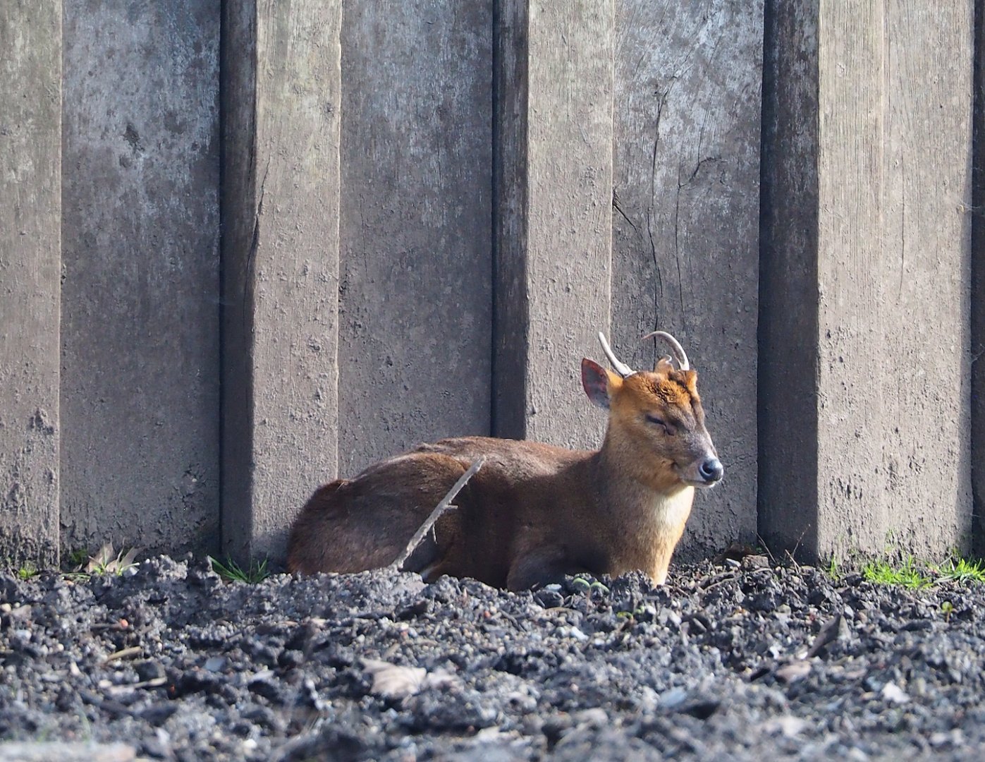 Reeves's muntjac (Muntiacus reevesi), 2024-03-04