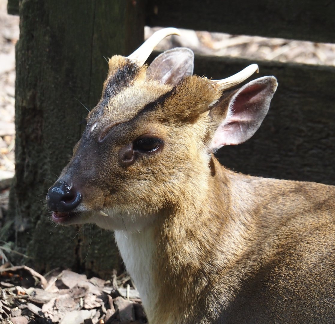 Reeves's muntjac (Muntiacus reevesi), 2024-05-21