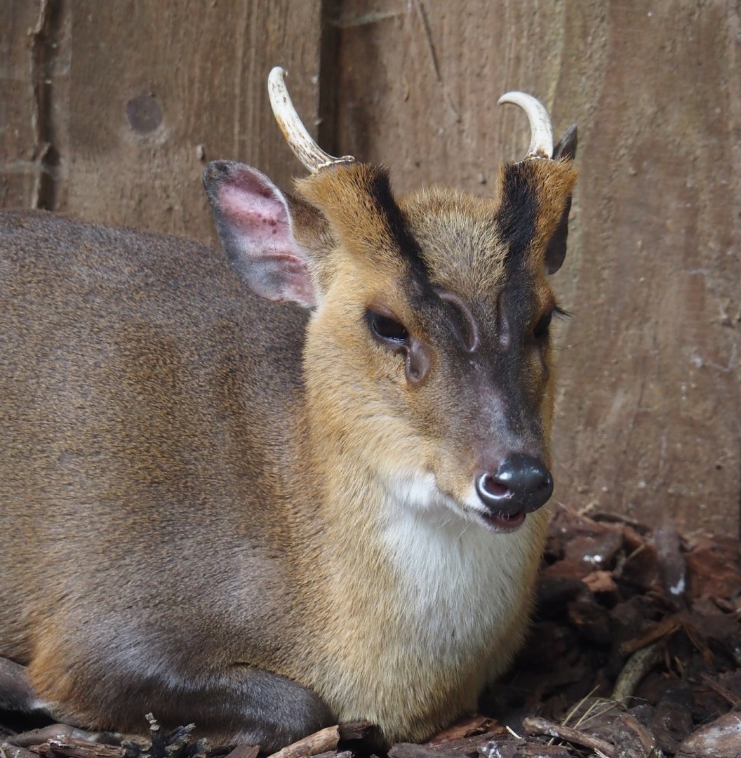 Reeves's muntjac (Muntiacus reevesi), 2024-05-23