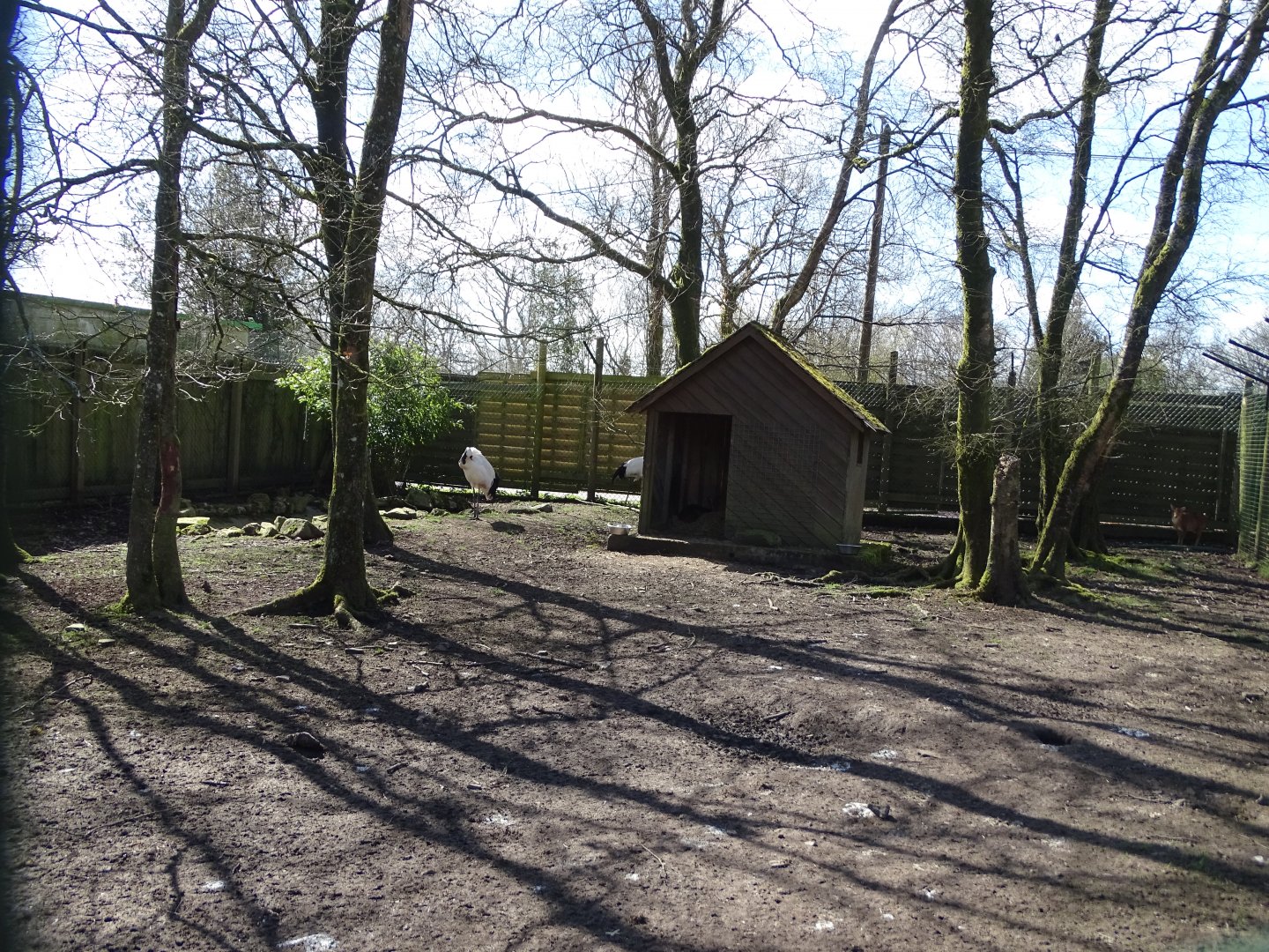 Reeves's muntjac (Muntiacus reevesi) and red-crowned crane (Grus japonensis) exhibit