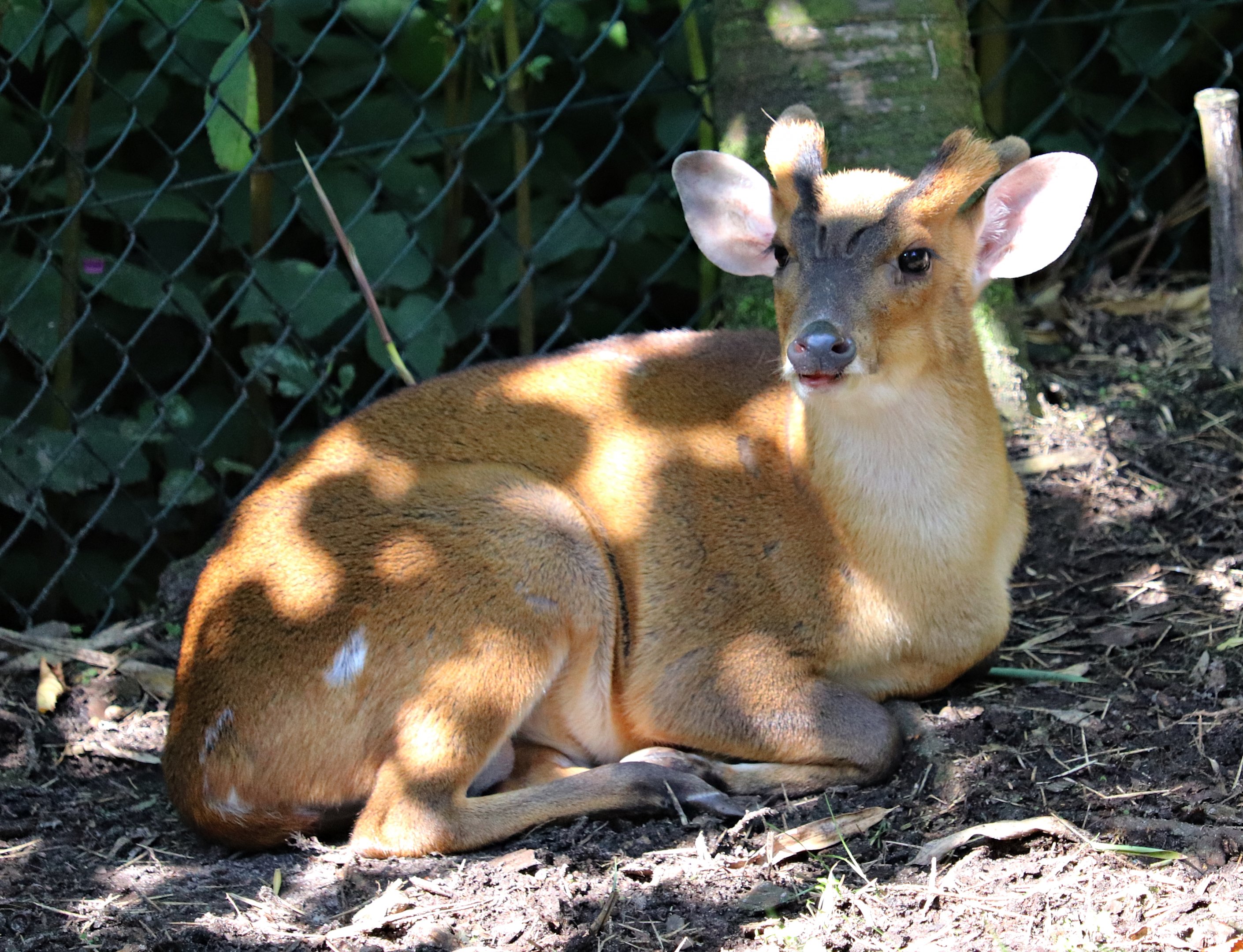 Reeves's muntjac (Muntiacus reevesi), incorrectly signed as Indian muntjac (Muntiacus muntjak).