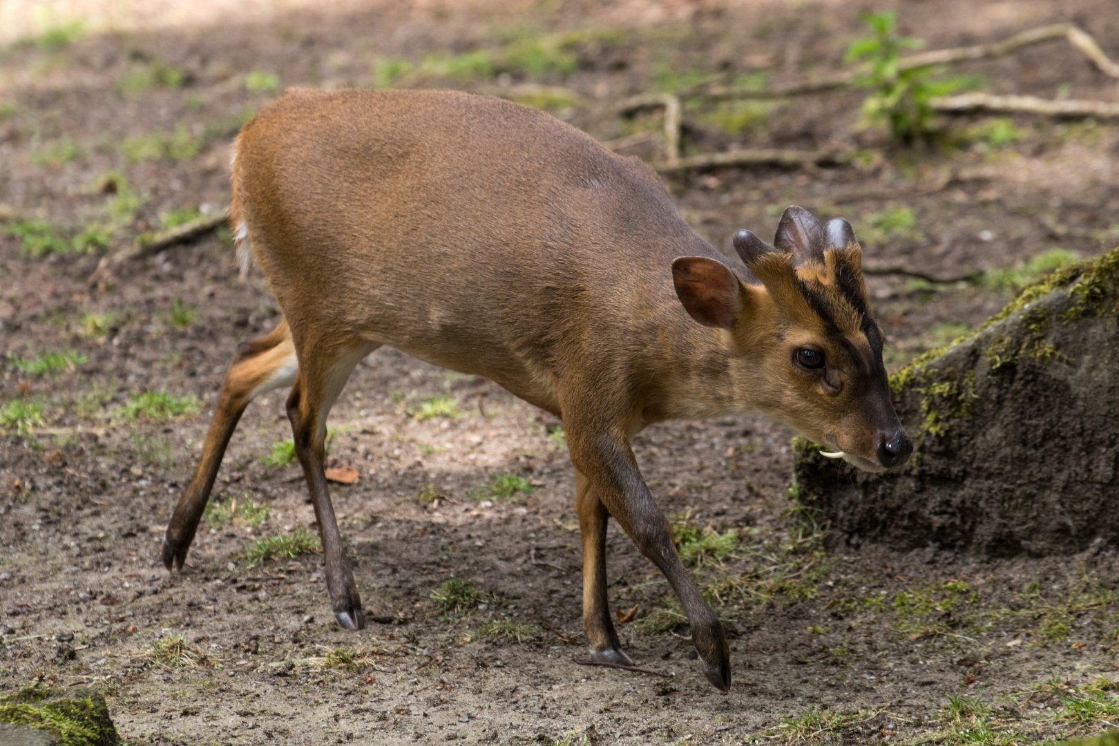 Reeves's muntjac (Muntiacus reevesi micrurus)