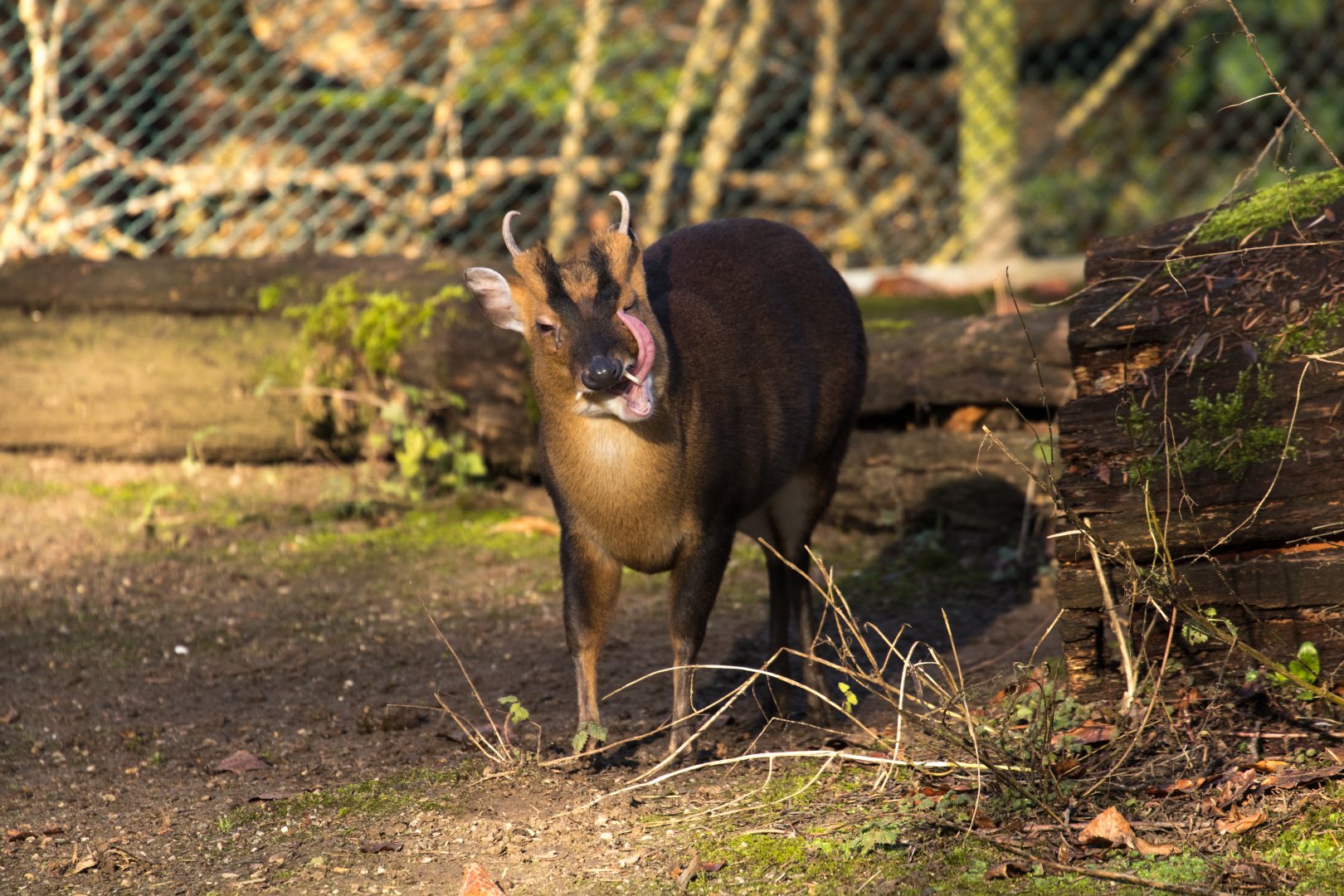 Reeves's muntjac (Muntiacus reevesi micrurus)