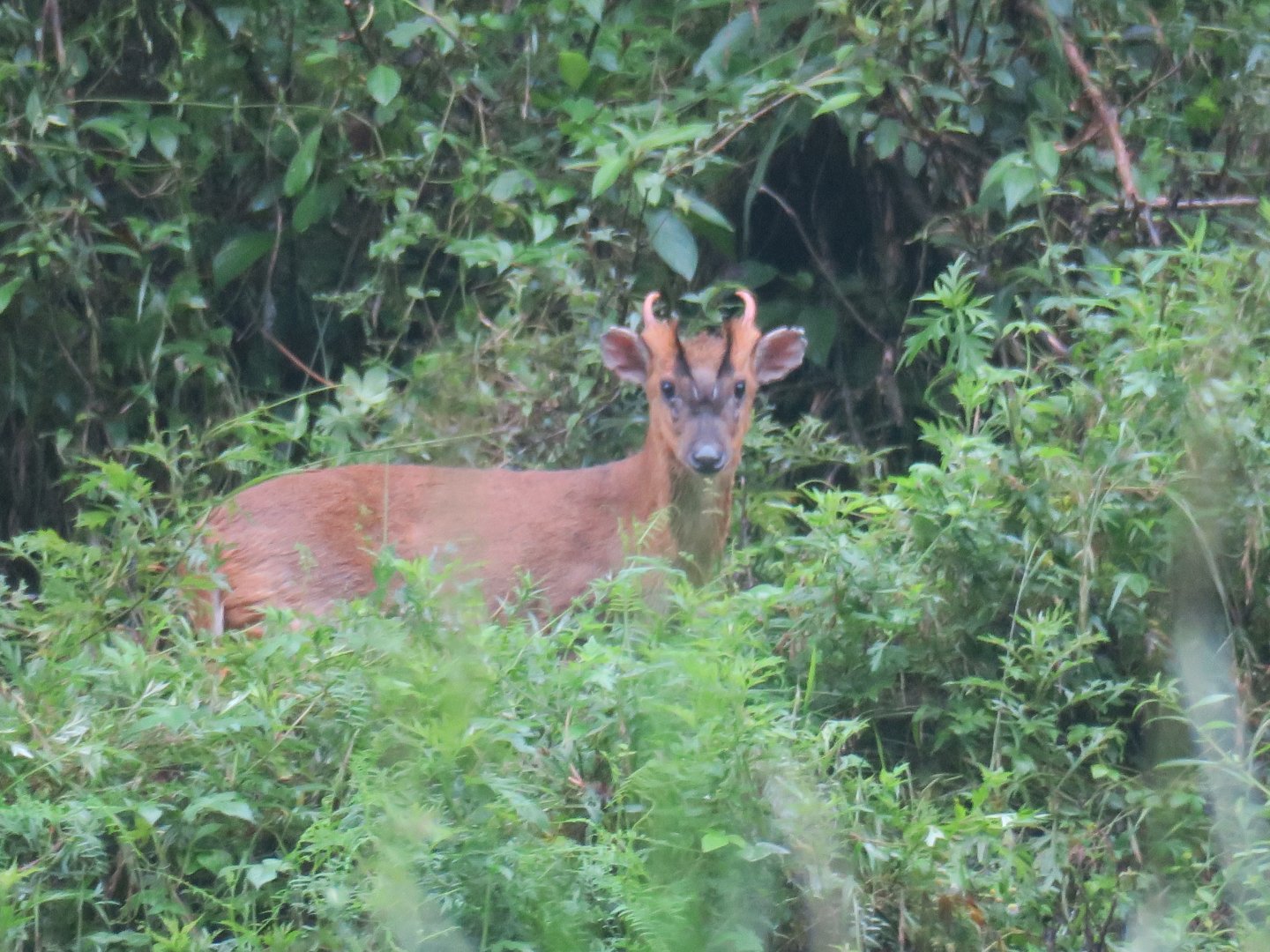 Reeves's muntjac (Muntiacus reevesi)