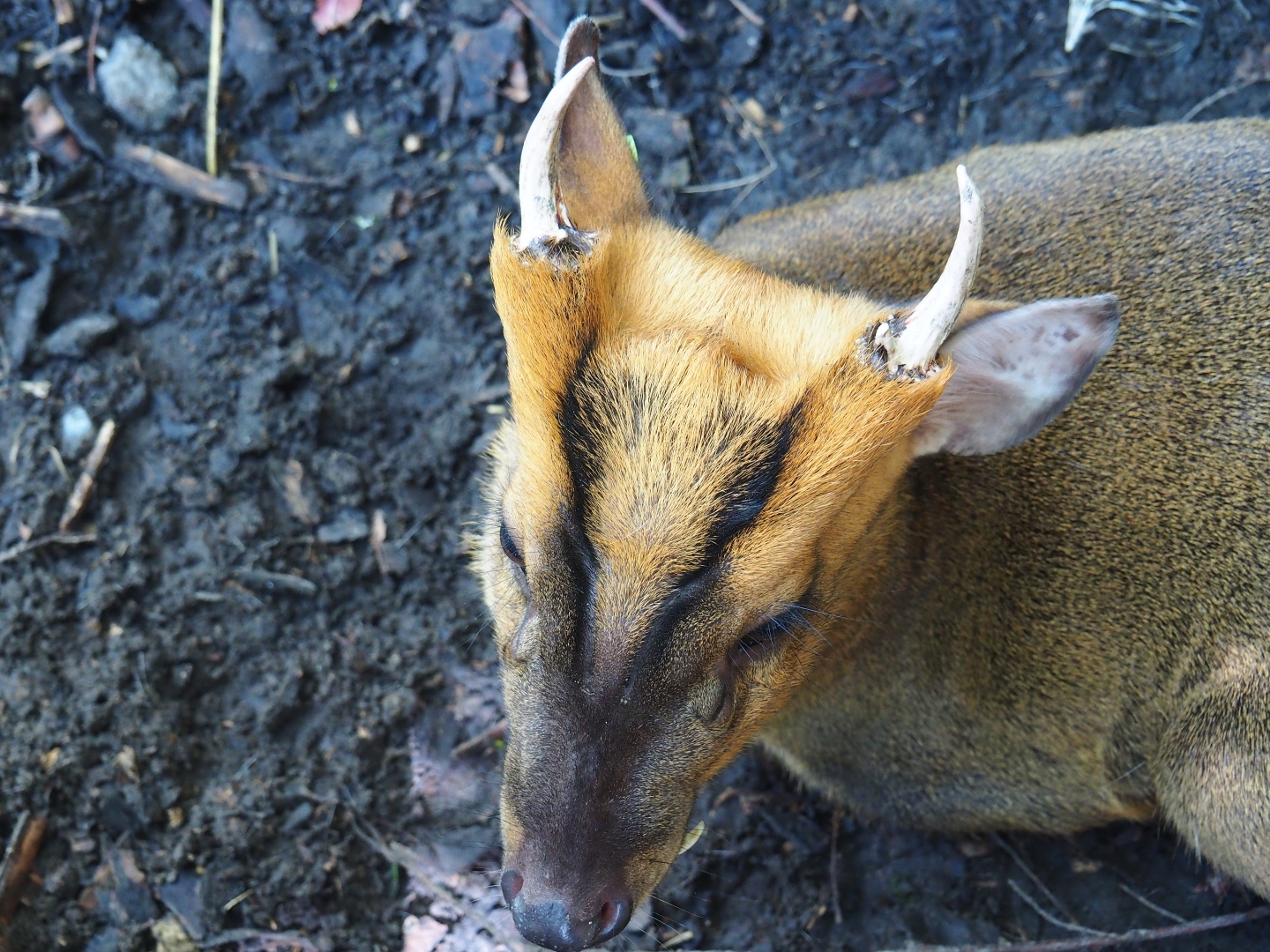 Reeves's muntjac (Muntiacus reevesi)
