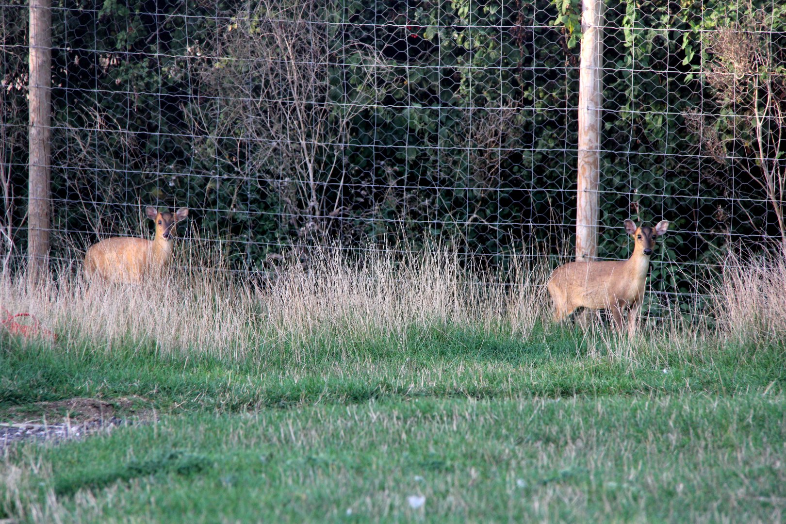 Reeves's muntjac (Muntiacus reevesi)