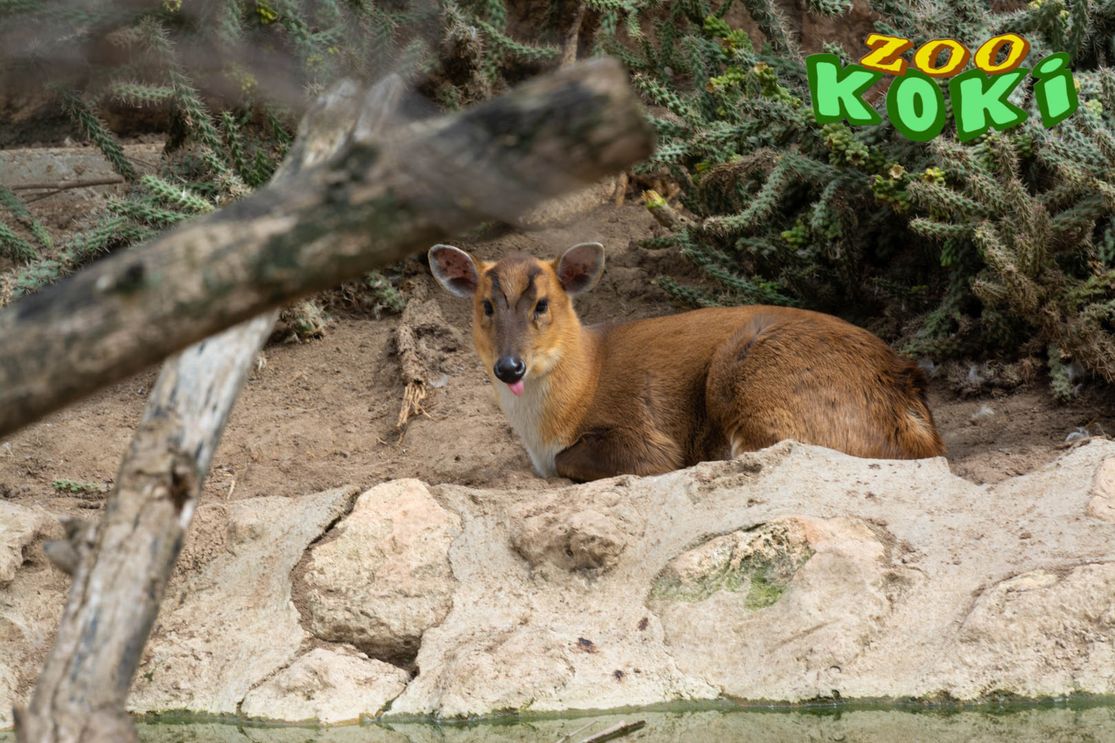 Reeves's muntjac (Muntiacus reevesi)