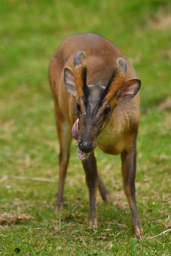 Reeves's muntjac (Muntiacus reevesi)