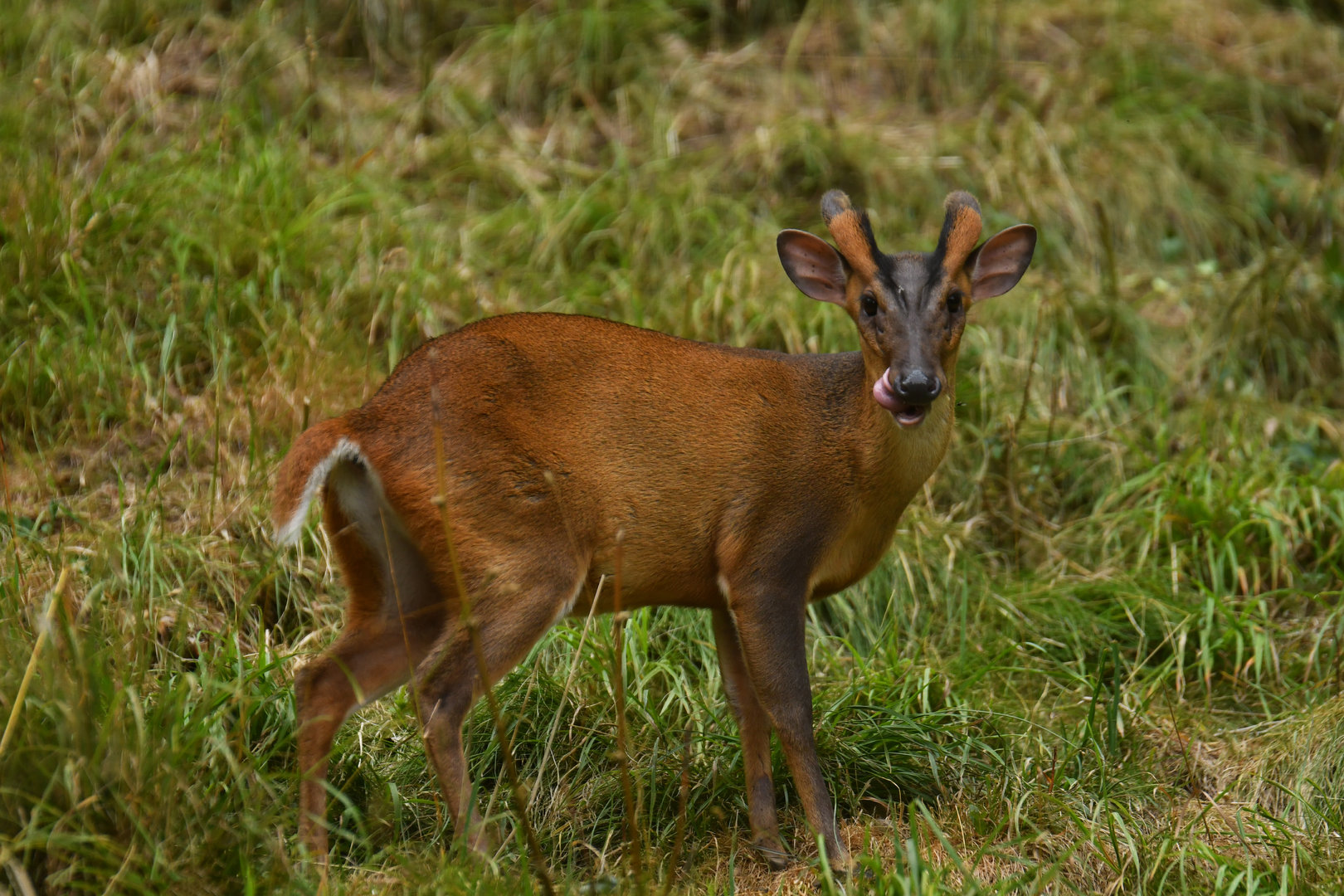 Reeves's muntjac (Muntiacus reevesi)