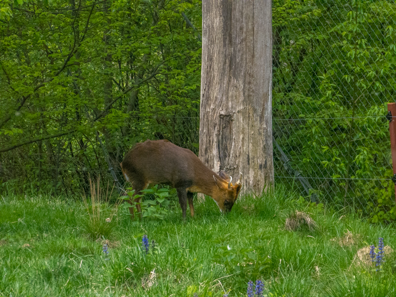 Reeves's muntjac (Muntiacus reevesi)