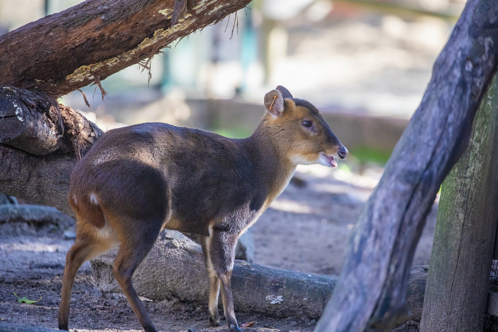 Reeves's muntjac (Muntiacus reevesi)