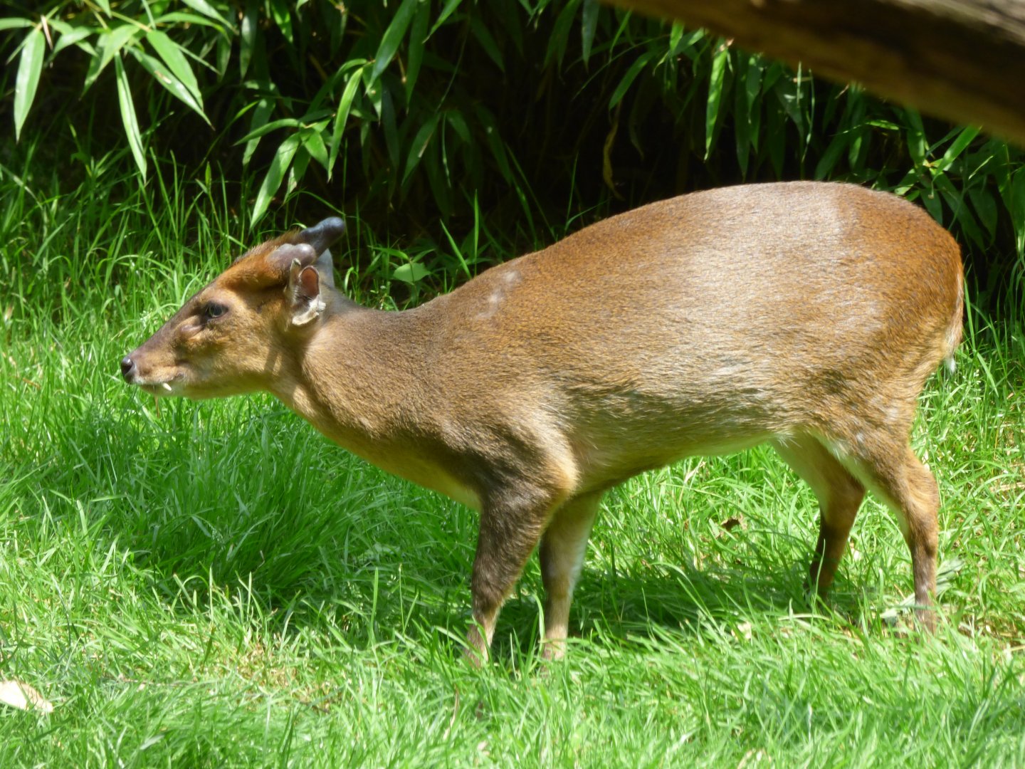 Reeves's muntjac (Muntiacus reevesi)