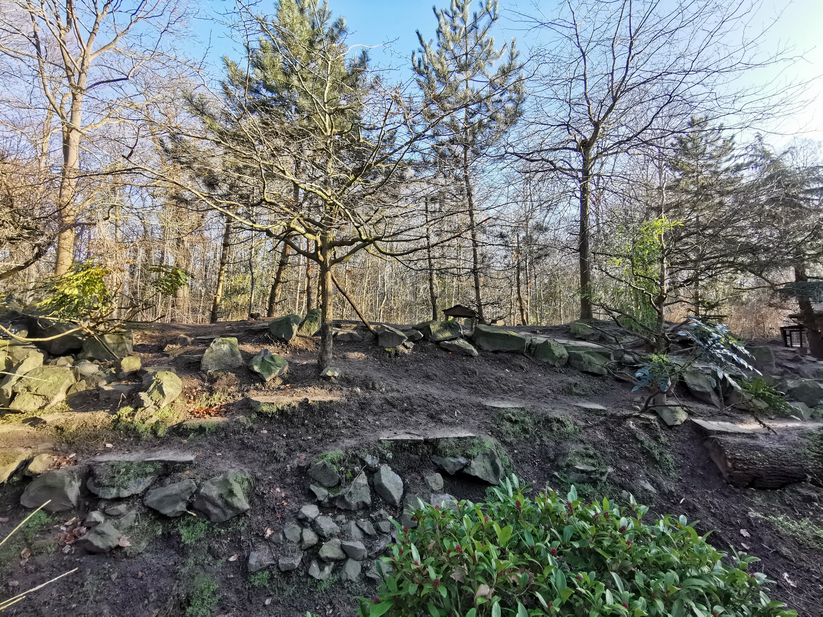 Reeves's muntjac & Red panda enclosure - "Indischen Dschungelpalast"