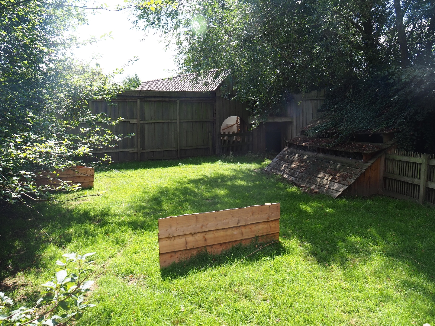 Reeves's muntjac yard