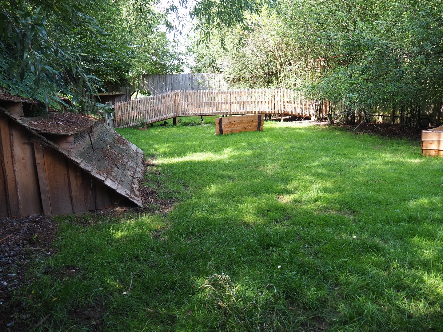 Reeves's muntjac yard