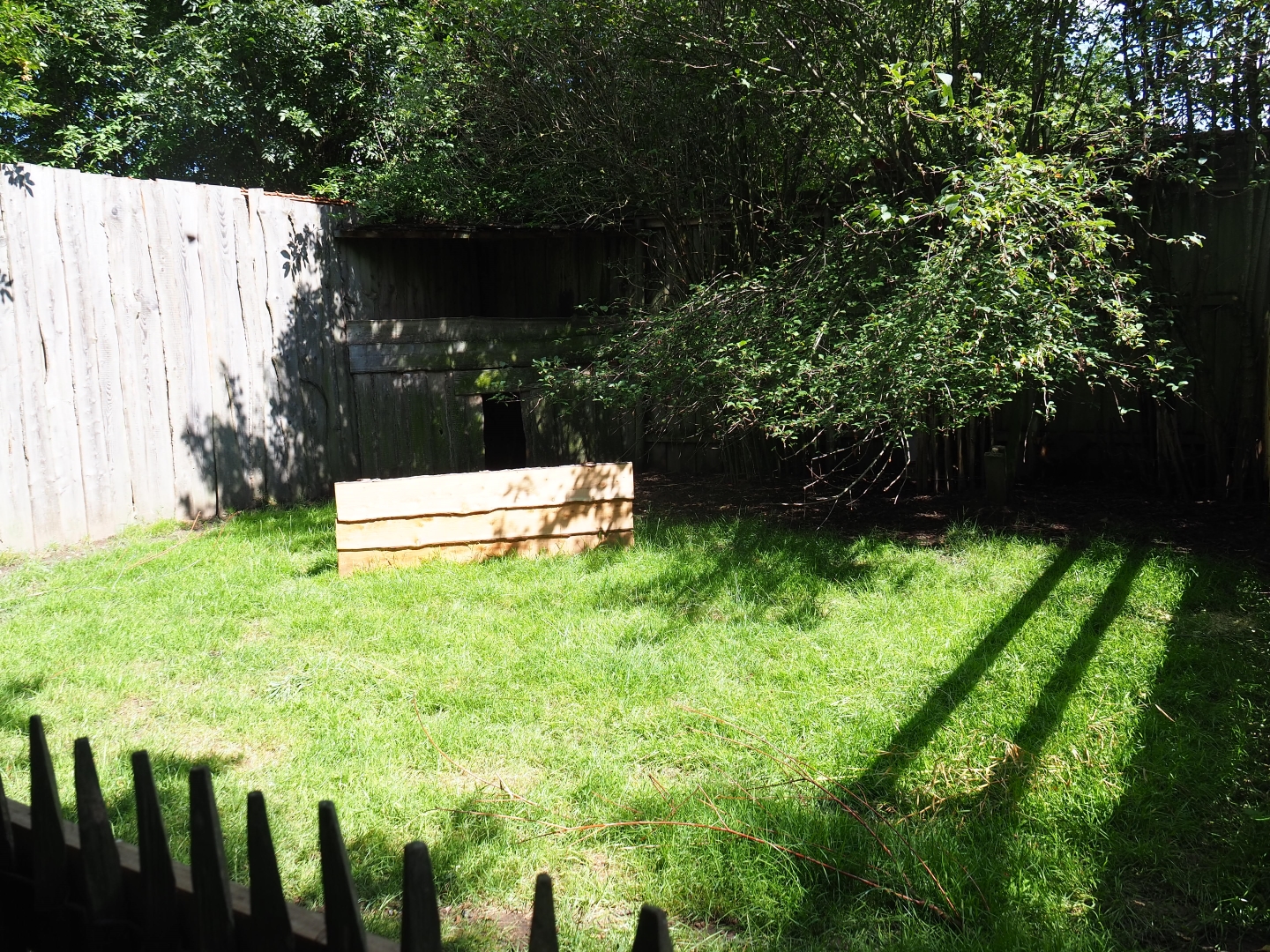 Reeves's muntjac yard