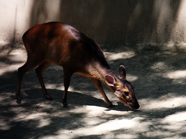 Reeves's muntjac