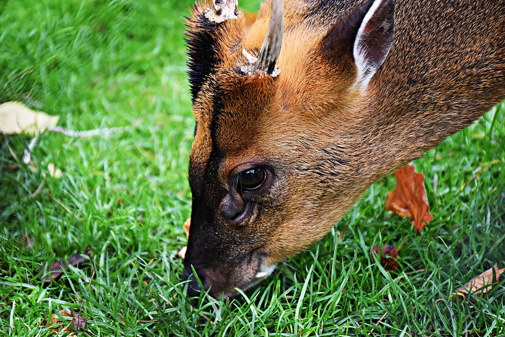 Reeves's muntjac