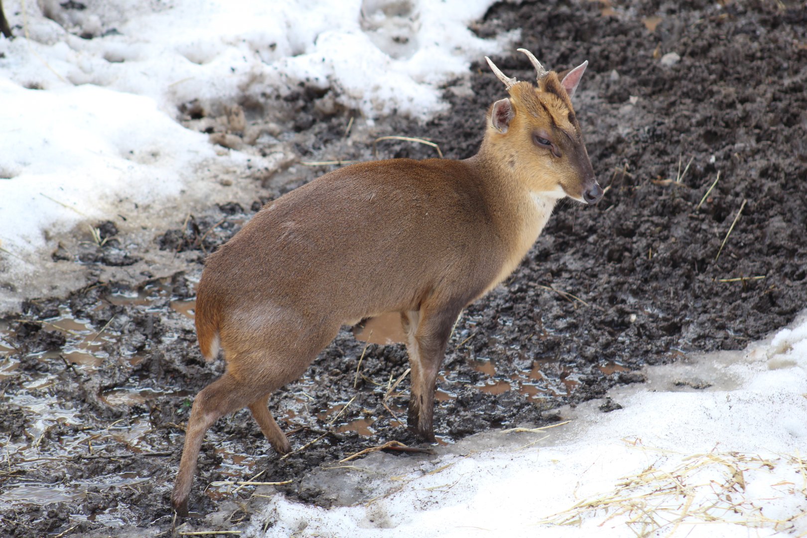 Reeves's Muntjac