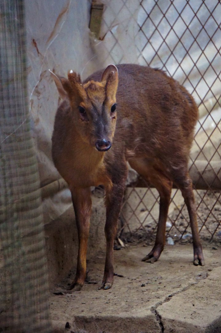 Reeves's muntjac
