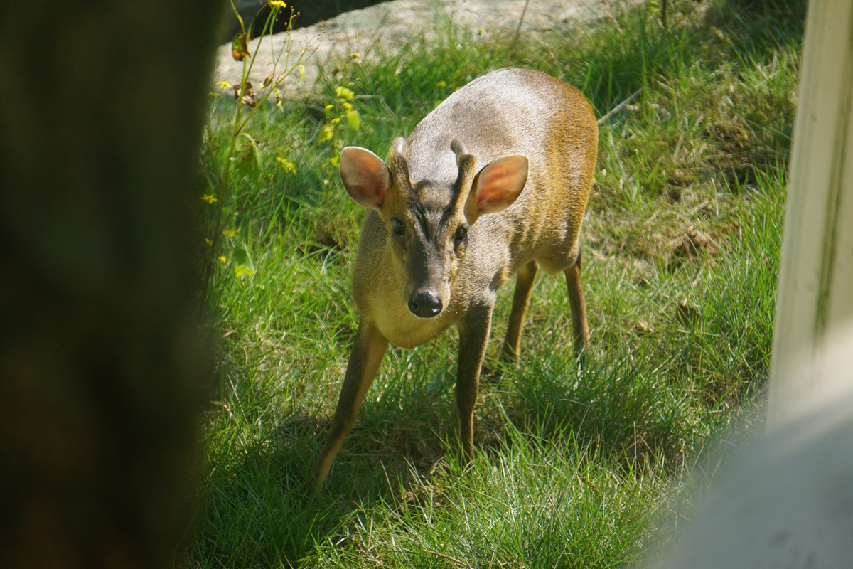 Reeves's muntjac