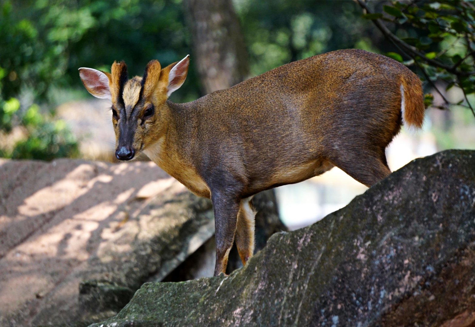 Reeves's muntjac