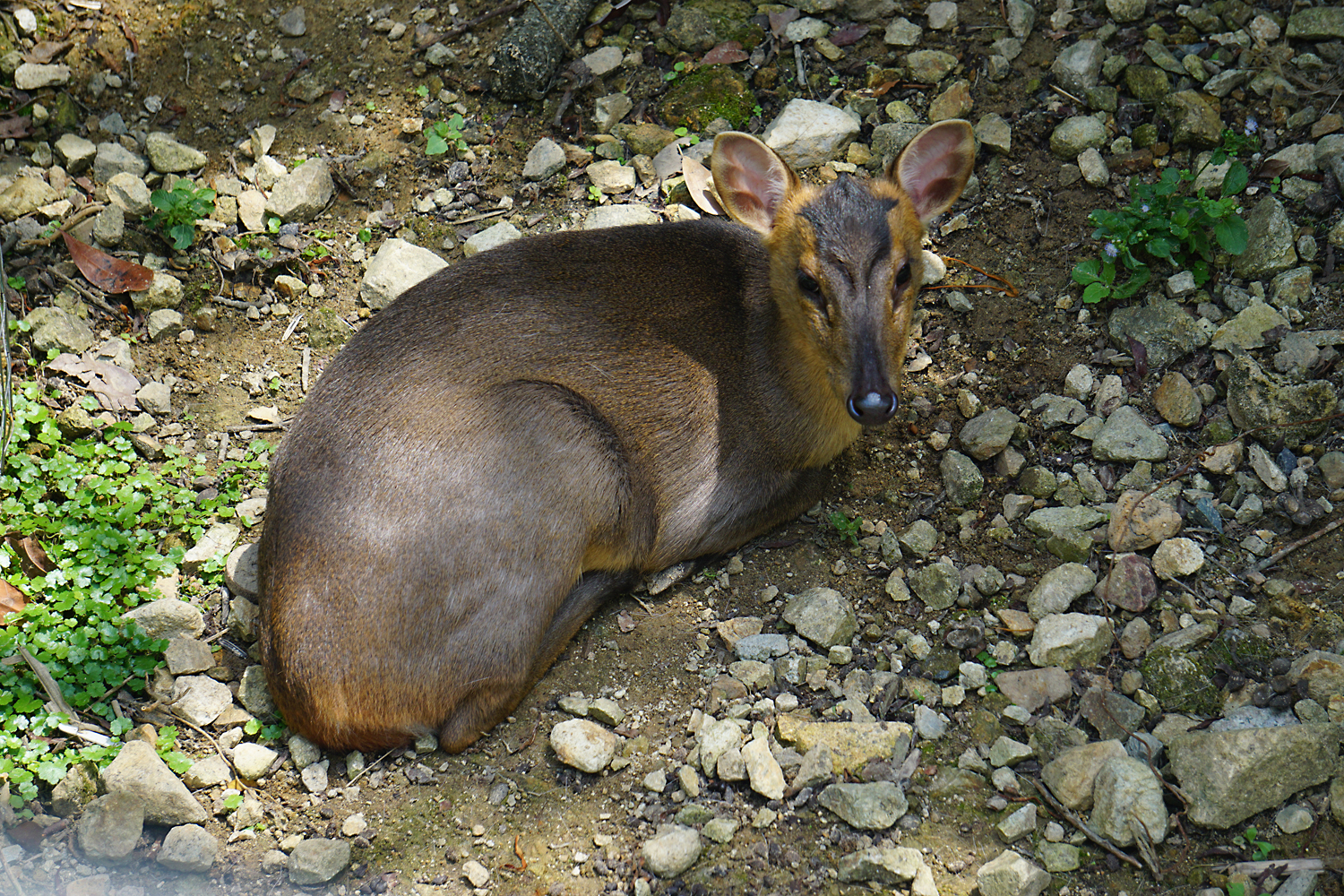 Reeves's muntjac