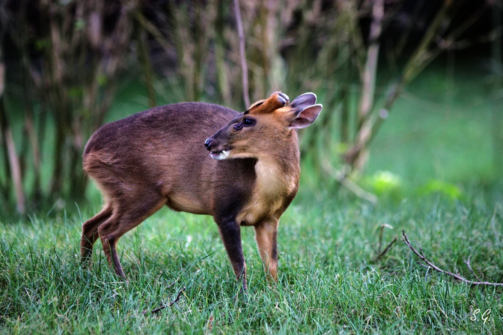 Reeves's muntjac