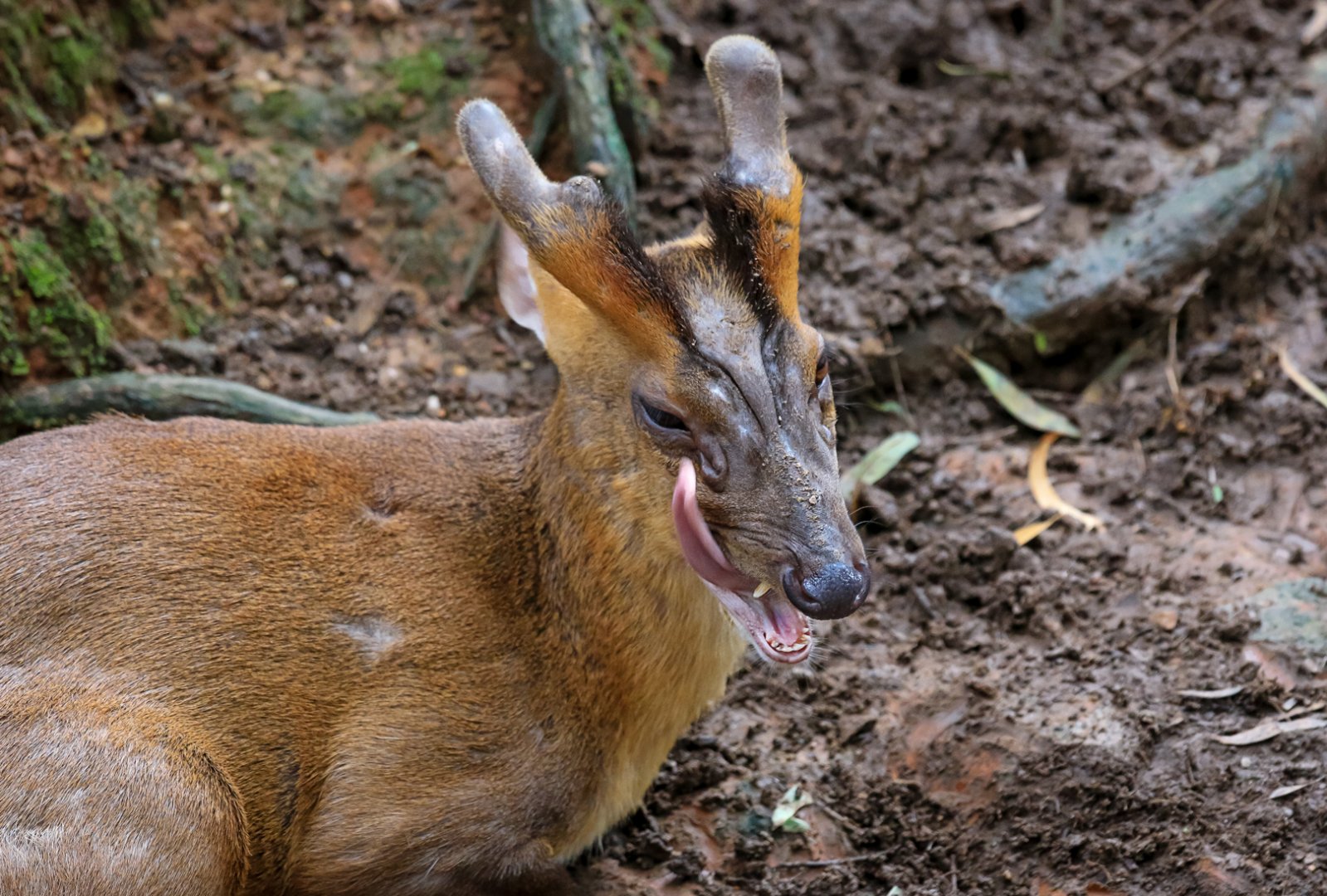 Reeves's muntjac
