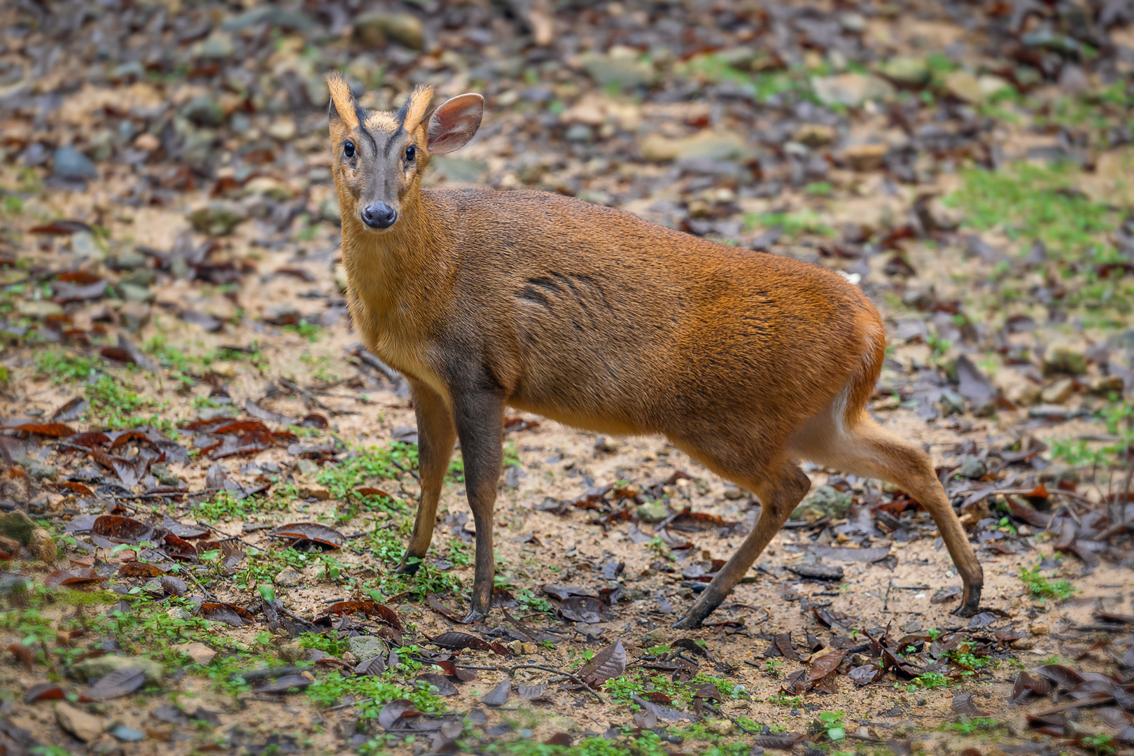 Reeves's muntjac