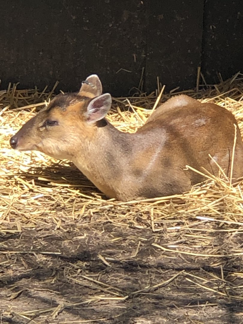 Reeves’s Muntjac
