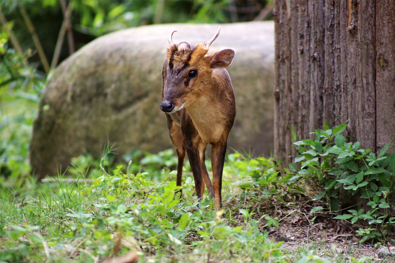 Reeves's Muntjac