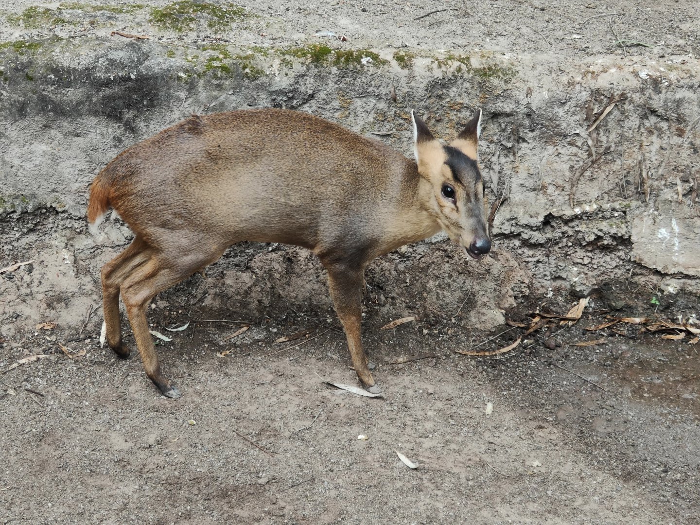 Reeves’s Muntjac