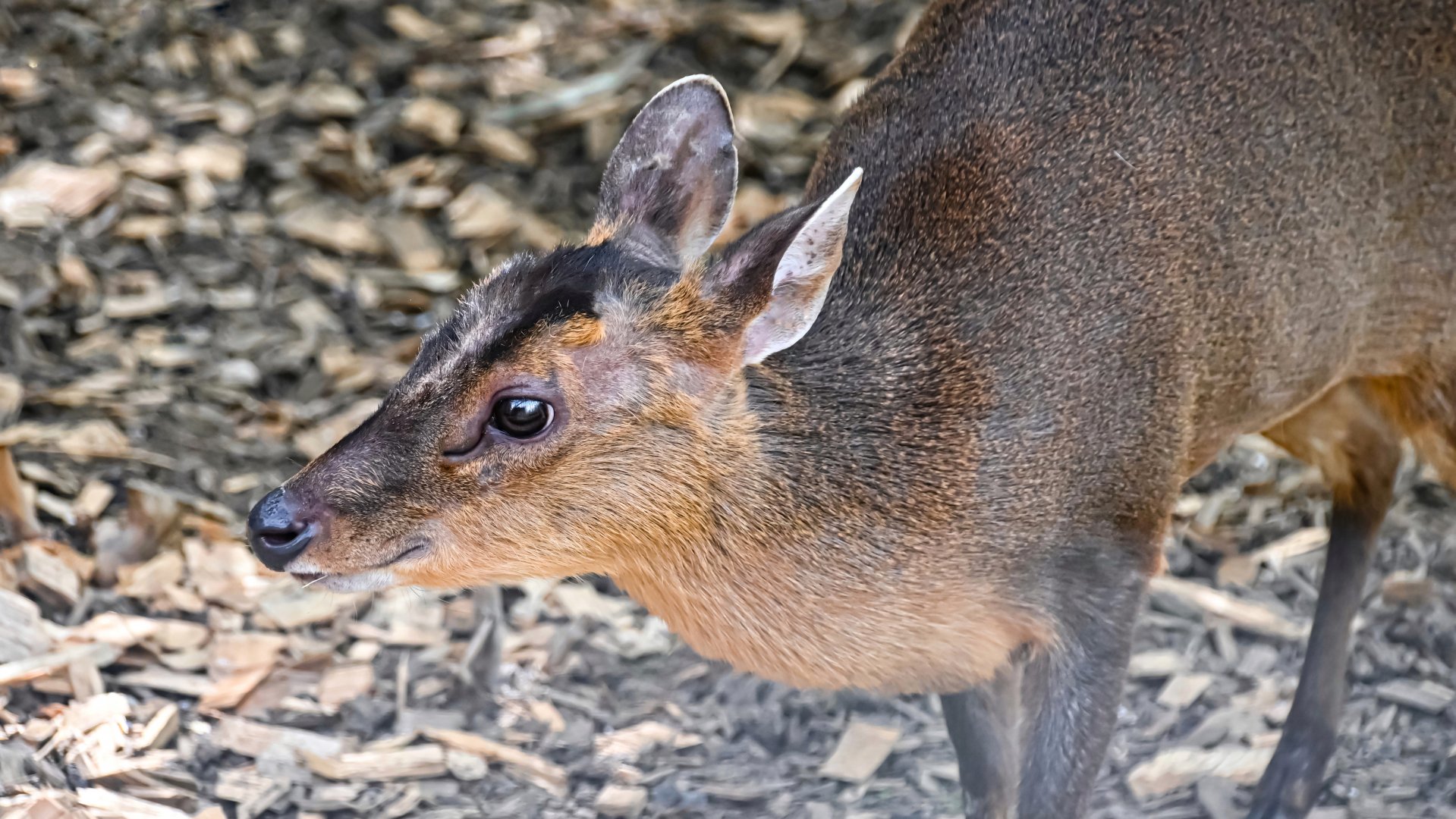 Reeves's muntjac