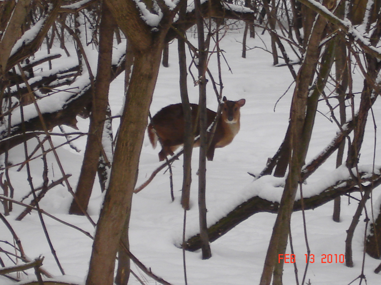 Reeves's Muntjac