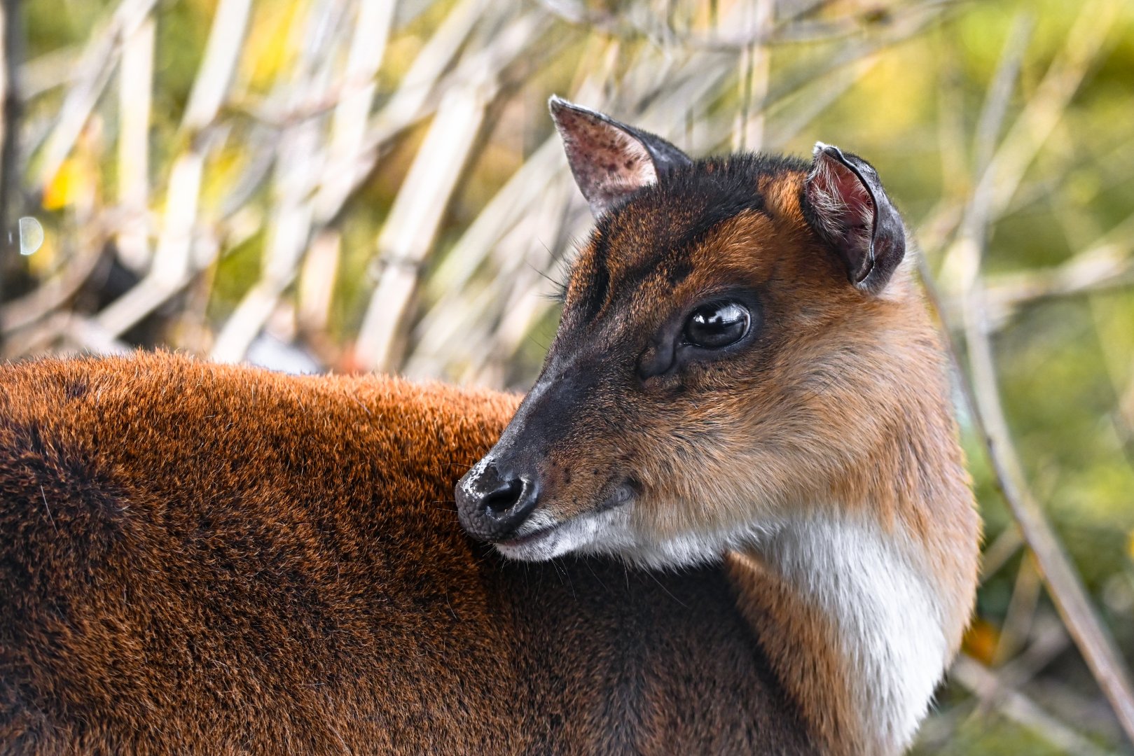 Reeves's muntjac