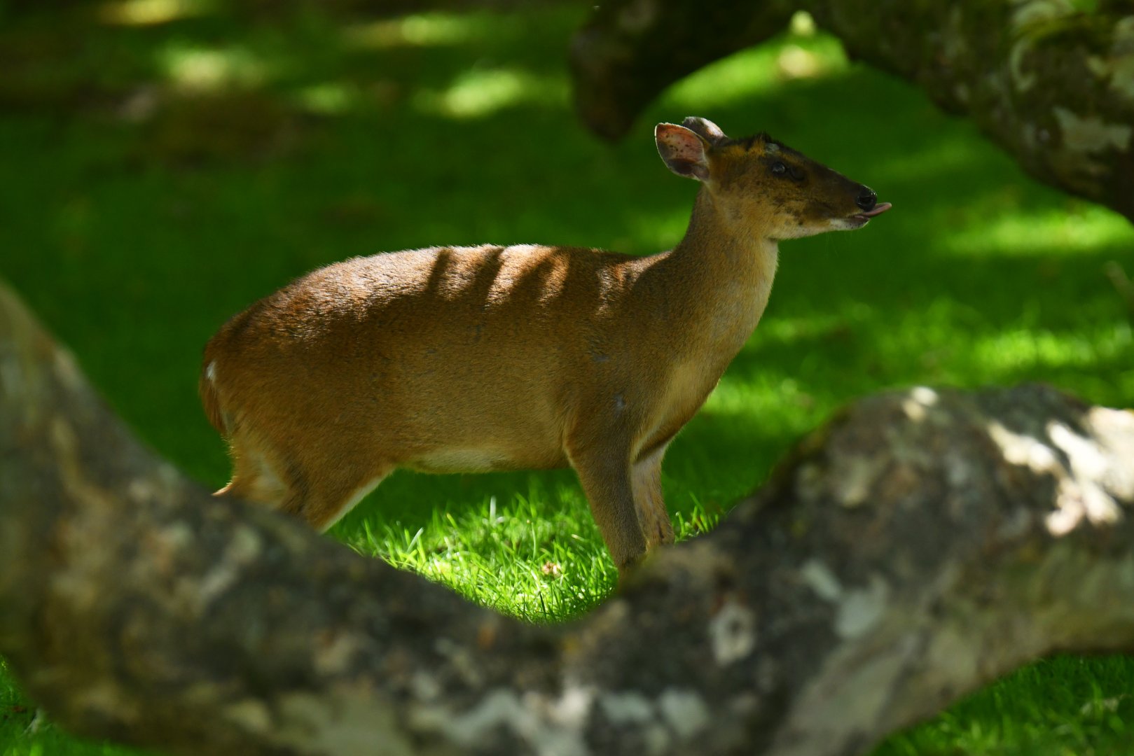 Reeves's muntjack (Muntiacus reevesi)