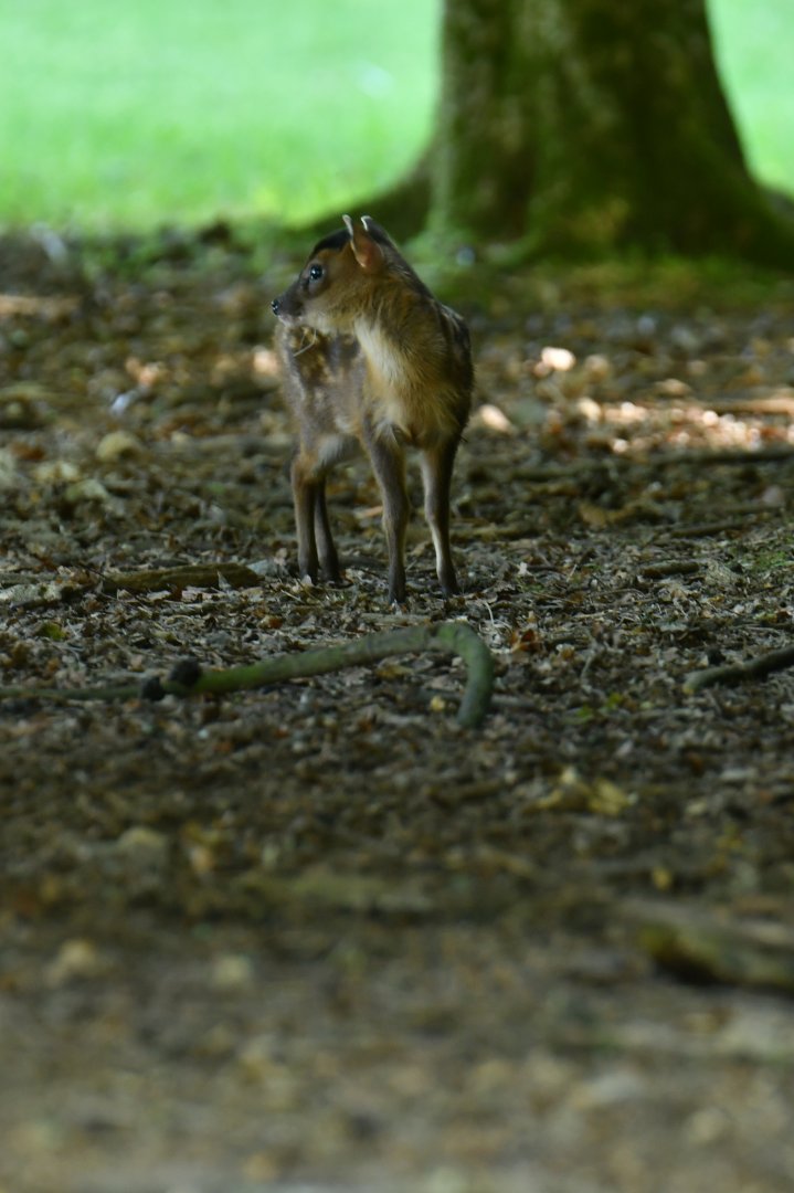 Reeves's muntjack (Muntiacus reevesi)