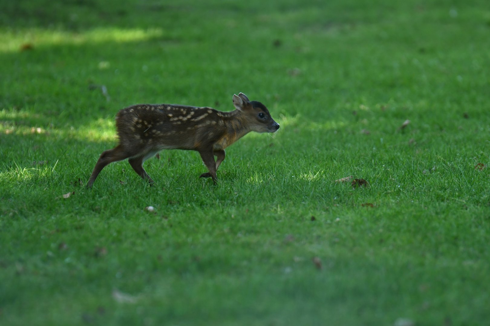 Reeves's muntjack (Muntiacus reevesi)