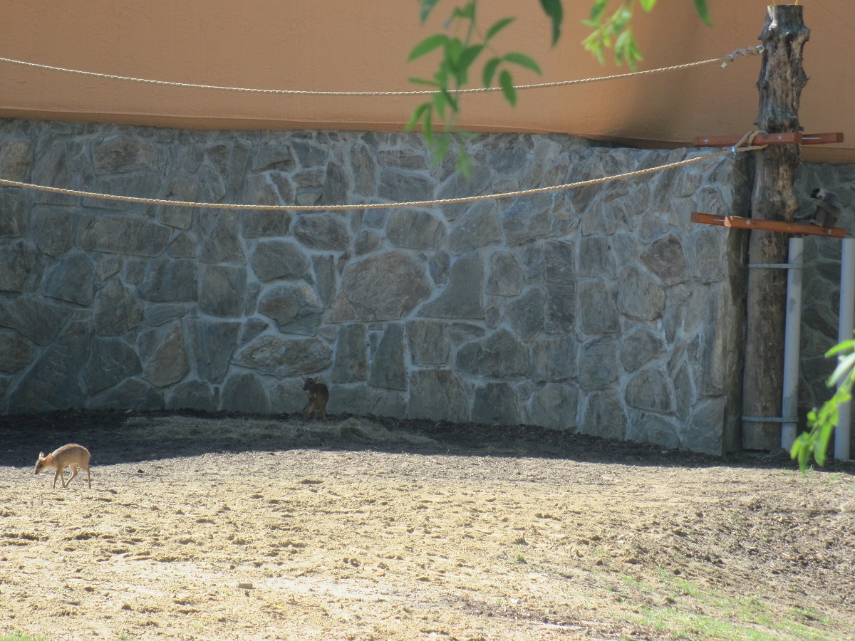 Reeves's muntjacs and pilaeted gibbon