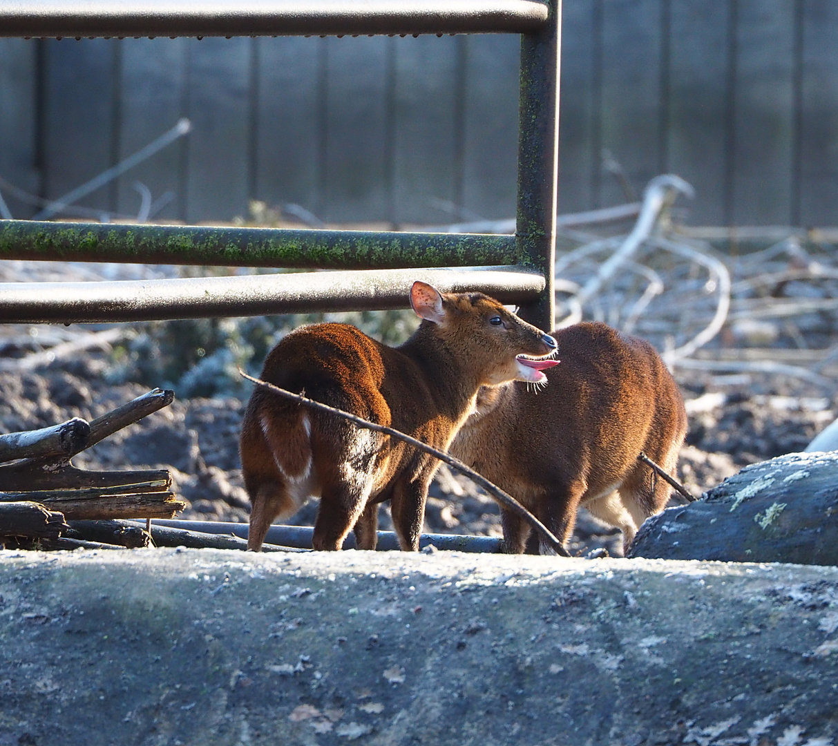 Reeves's muntjacs (Muntiacus reevesi), 2022-02-12